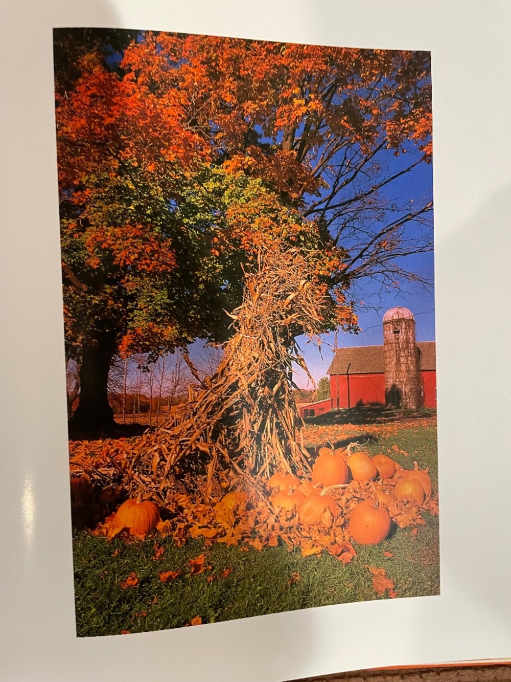 Punmpkins:  A Photographic Celebration - Hardbound - Picture 11 of 13
